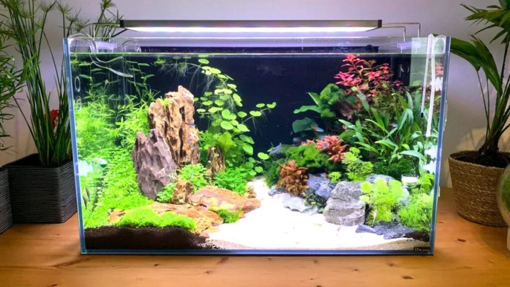 Vastu Tips for Aquariums That Can Change Your Home’s Energy