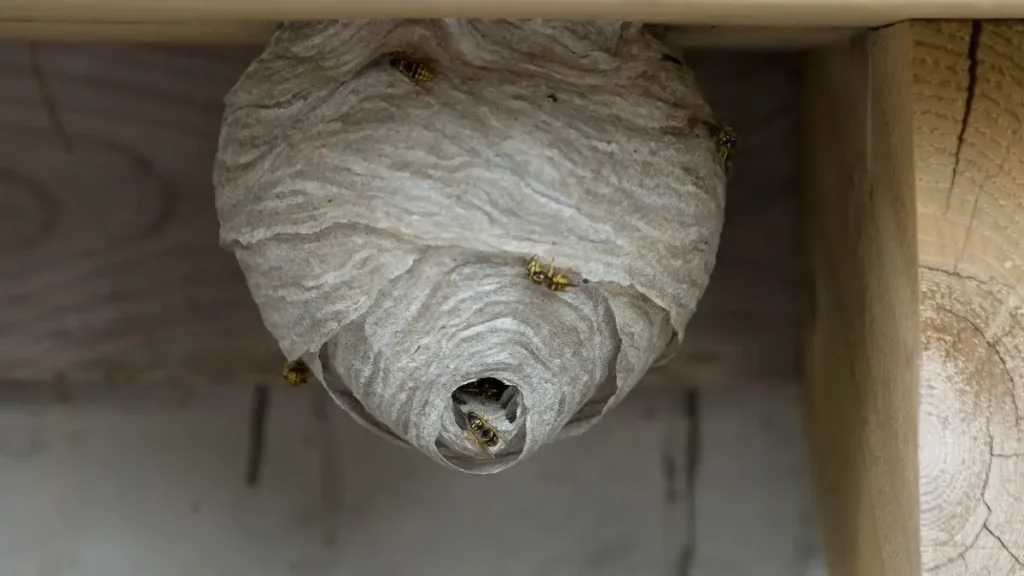 Bees in Texas home walls