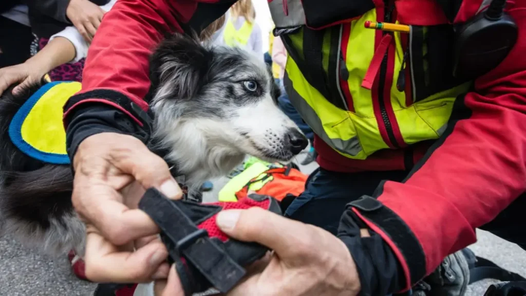 Dog killed in North Portland House Fire