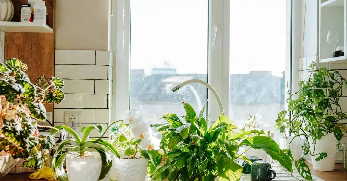 Kitchen Friendly Houseplants