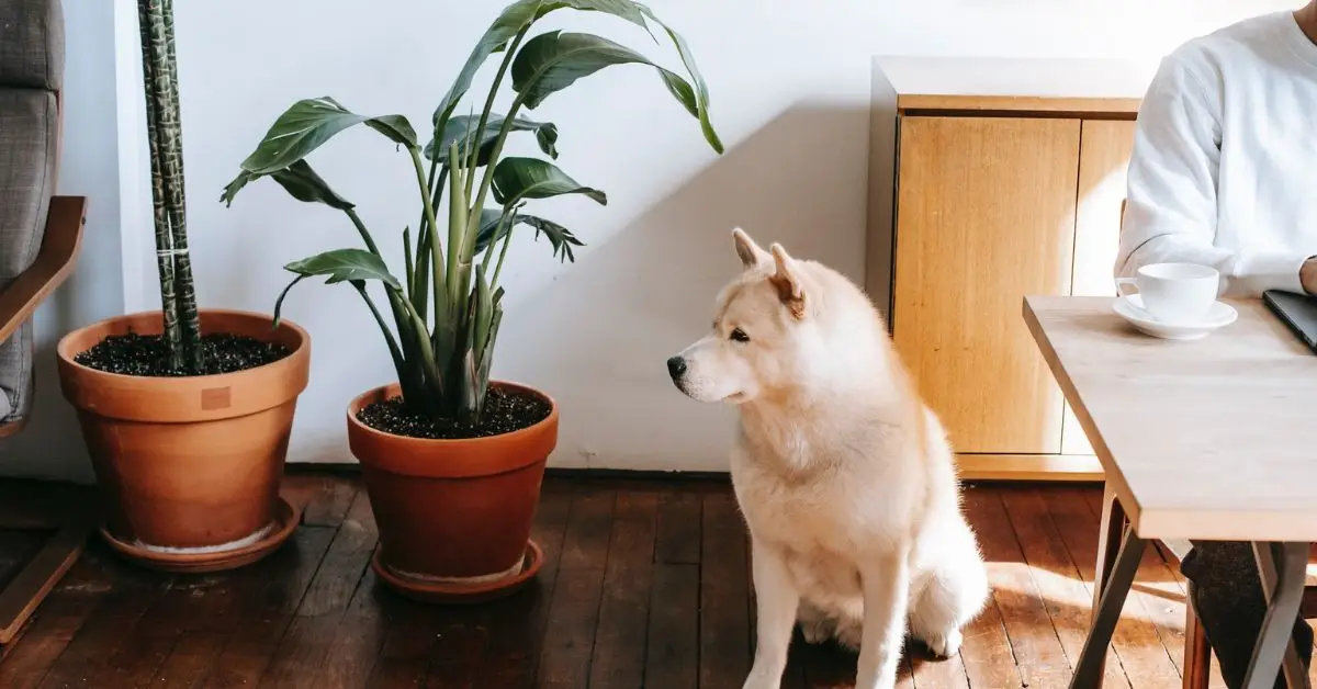 Kitchen Friendly Houseplants
