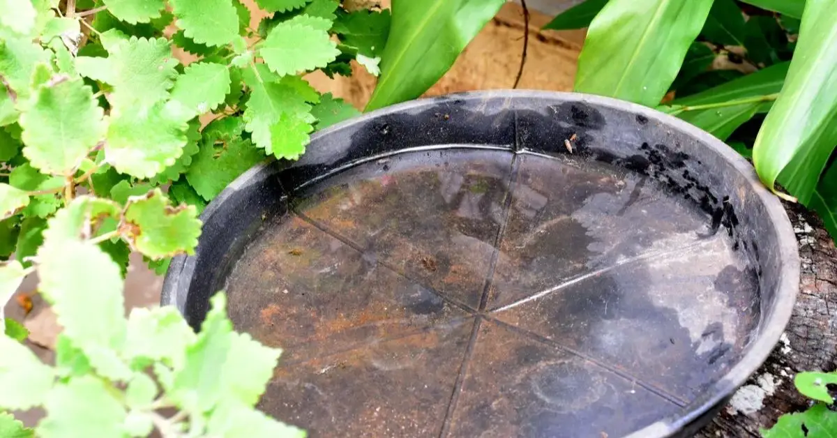 Mosquito-free home tips