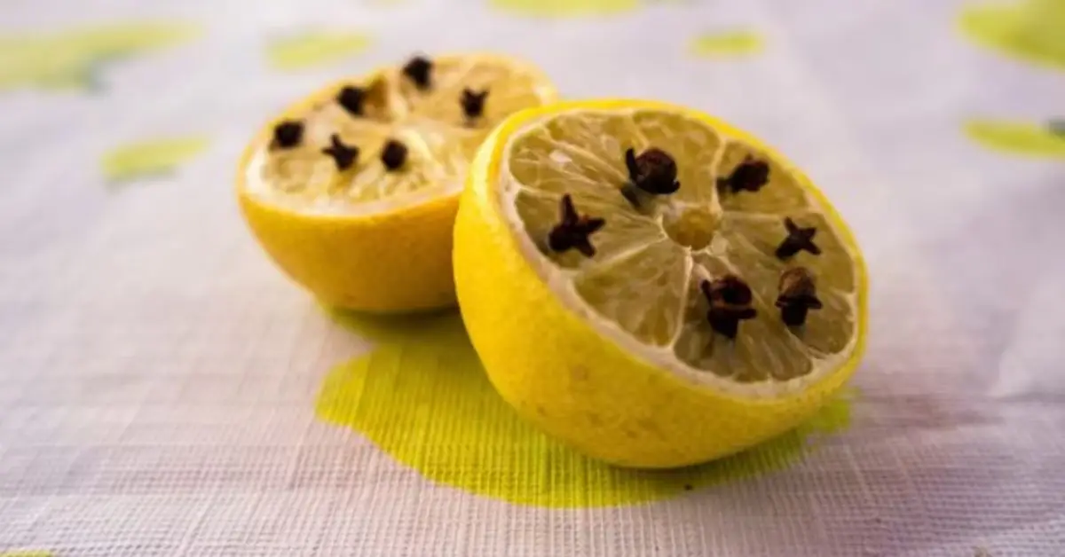 Mosquito-free home tips