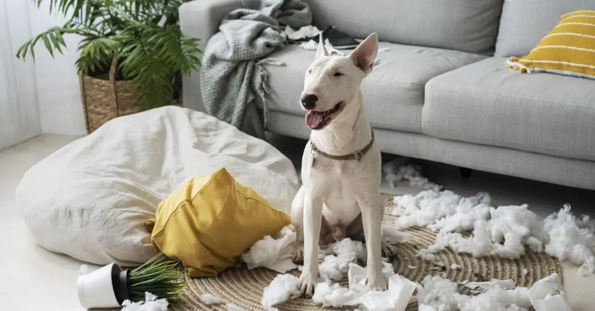 Pet-Proof Your New Home