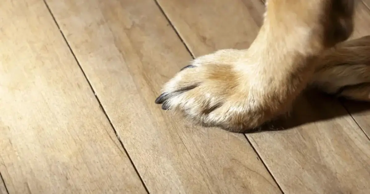 Pet-Proof Your New Home