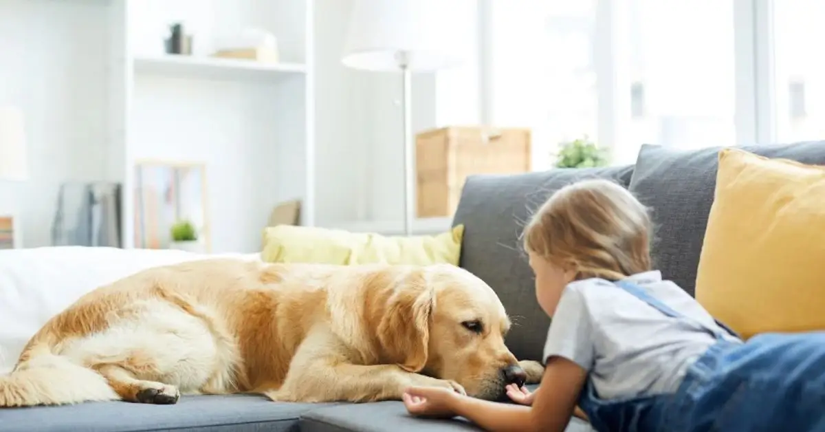 Pet-friendly interior design