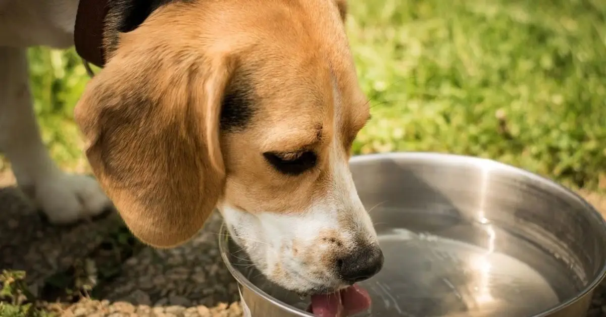 Vastu tips for a happy pet at home