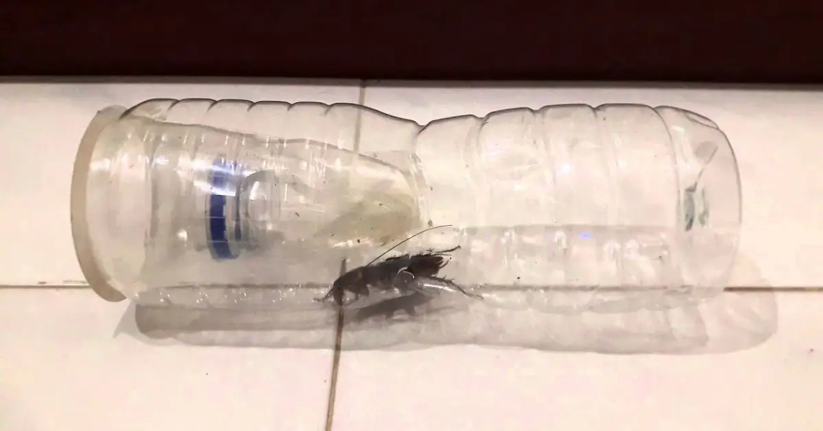 DIY roach control