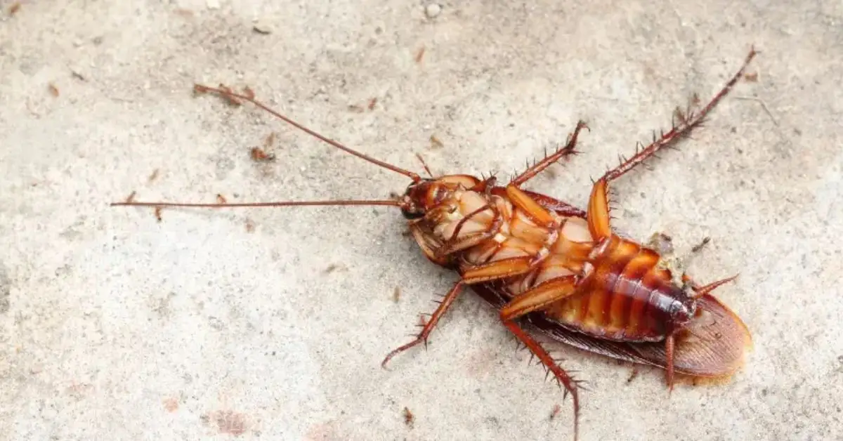 DIY roach control