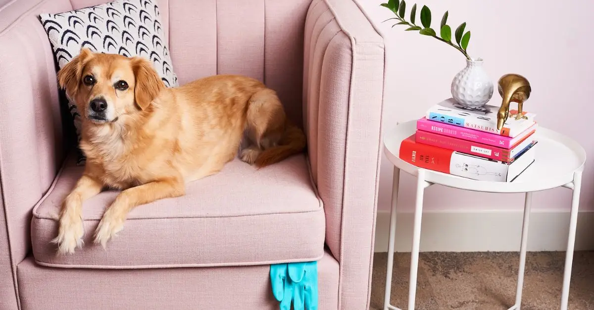 How to quickly clean your home before guests arrive