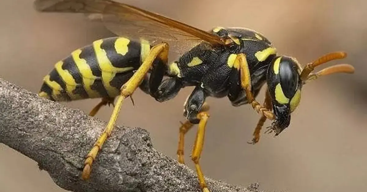 how to prevent wasps from nesting