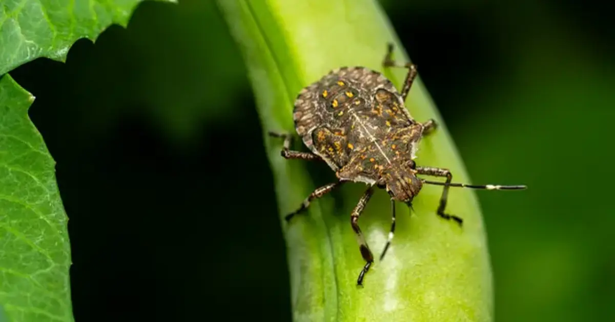 Best natural solutions for stink bugs in the home