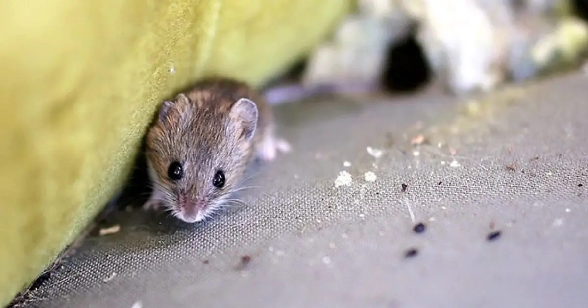 cleaning habits that attract mice