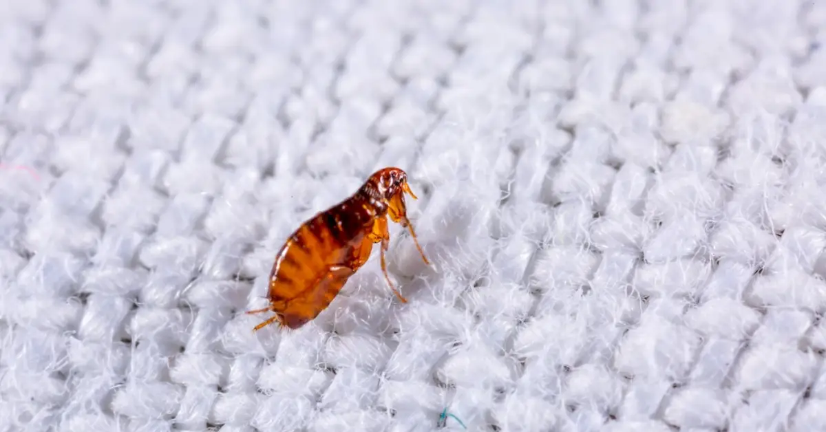 how to get rid of fleas without chemicals