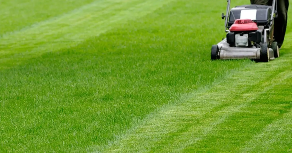 how to get rid of fleas without chemicals