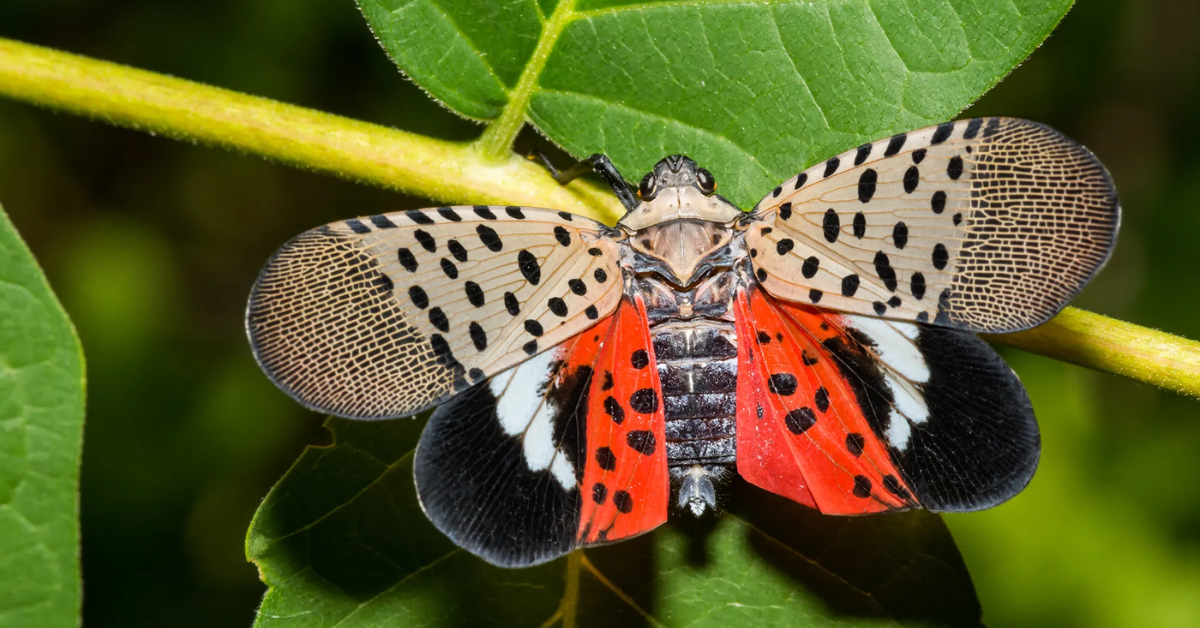 how to get rid of lanternflies
