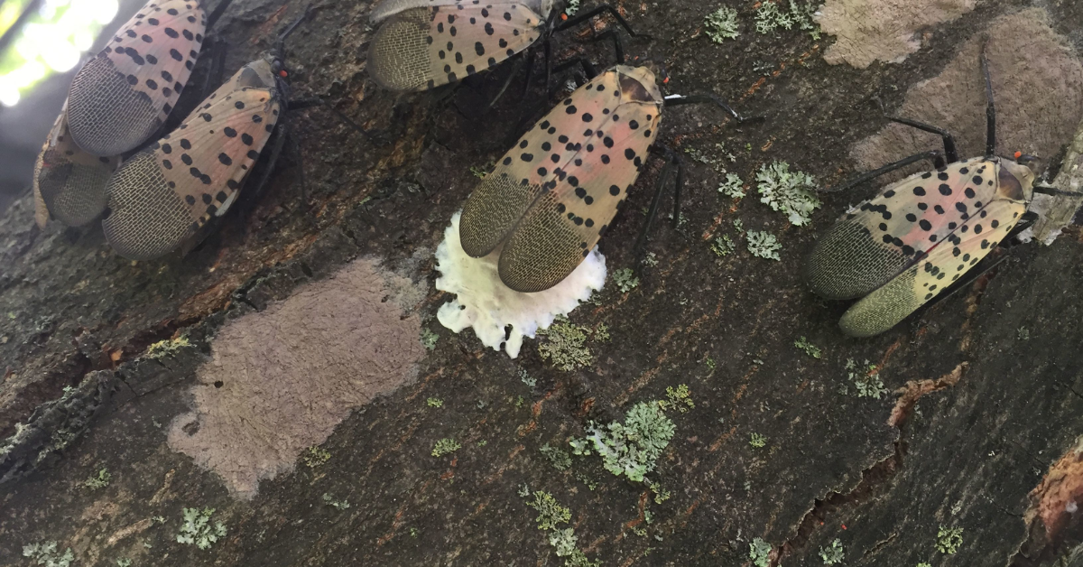 how to get rid of lanternflies