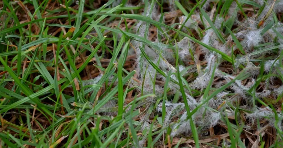 how to winterize lawn