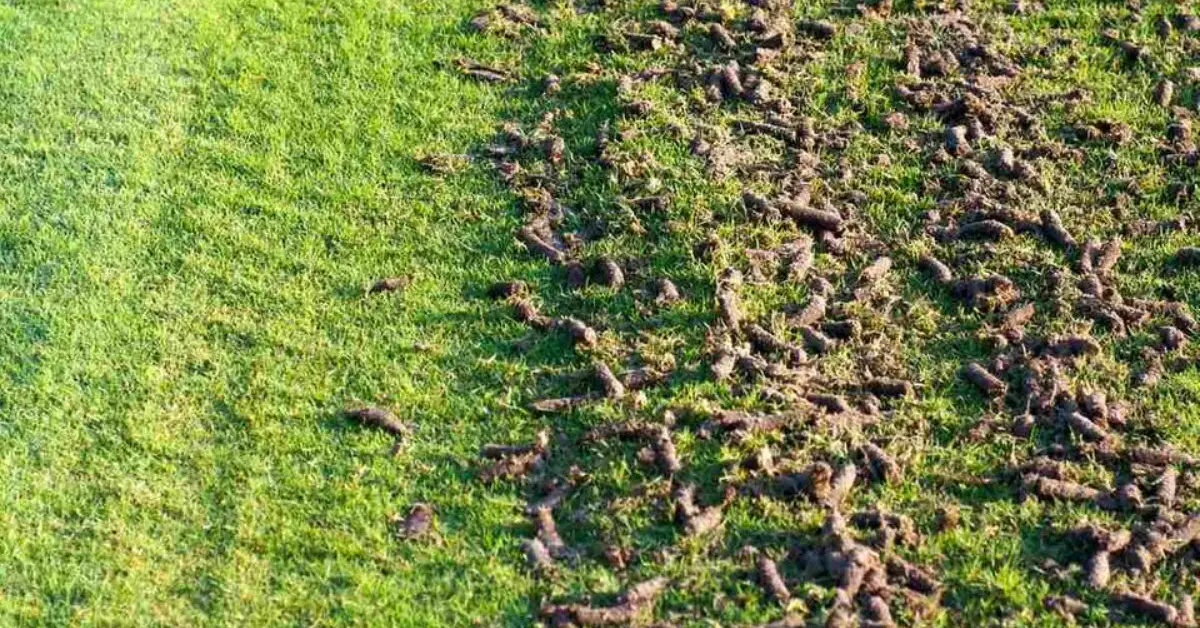 how to winterize lawn