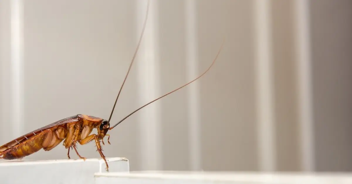 pest control tips for home all year